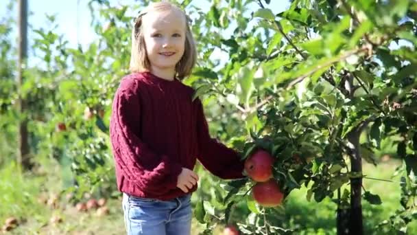Adorable Fille Âge Préscolaire Cueillette Manger Des Pommes Rouges Mûres — Video