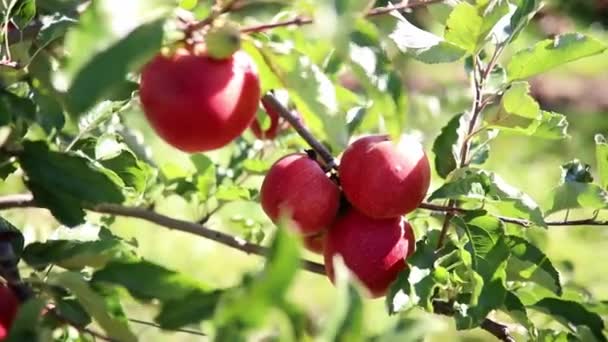 Röda Mogna Ekologiska Äpplen Äpple Träd Gren Solig Dag — Stockvideo