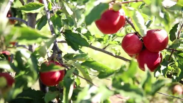 Pommes Biologiques Mûres Rouges Sur Branche Pommier Par Une Journée — Video