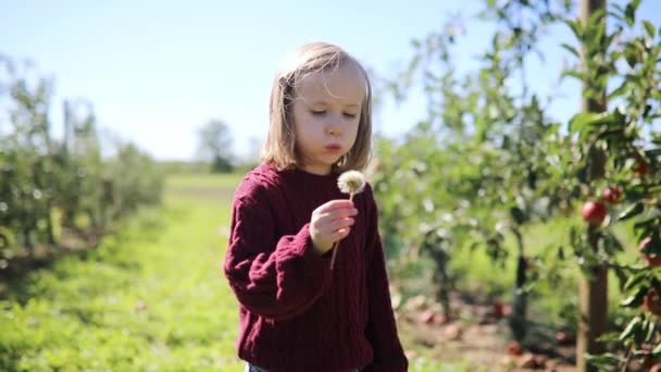 Adorable Preschooler Girl Blowing Dandelion Apple Orchard Children Exploring Nature — Stock Video