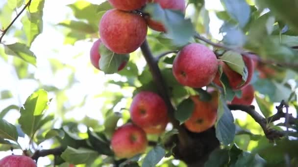 Röda Mogna Ekologiska Äpplen Äpple Träd Gren Solig Dag — Stockvideo