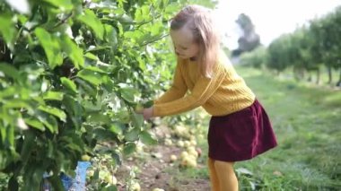 Sevimli anaokulu kızı bir sonbahar günü meyve bahçesinde ya da çiftlikte olgunlaşmış organik elmaları topluyor. Çocuklar için açık hava sonbahar aktiviteleri
