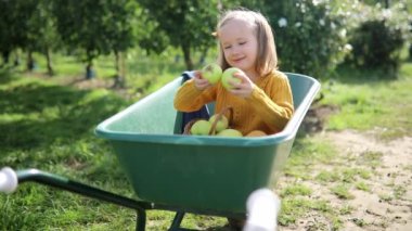 Sevimli anaokulu öğrencisi kız meyve bahçesinde ya da sonbahar günü çiftlikte bir sepet sarı elmayla el arabasında oturuyor. Çocuklar için açık hava sonbahar aktiviteleri