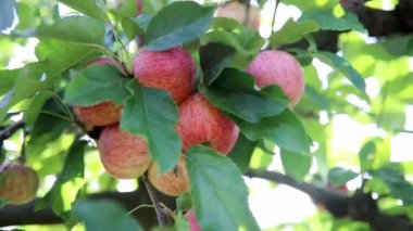 Güneşli bir günde elma dalında olgunlaşmış organik elmalar