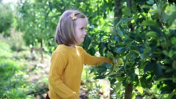 Urocza Przedszkolanka Zbierająca Czerwone Dojrzałe Organiczne Jabłka Sadzie Lub Farmie — Wideo stockowe
