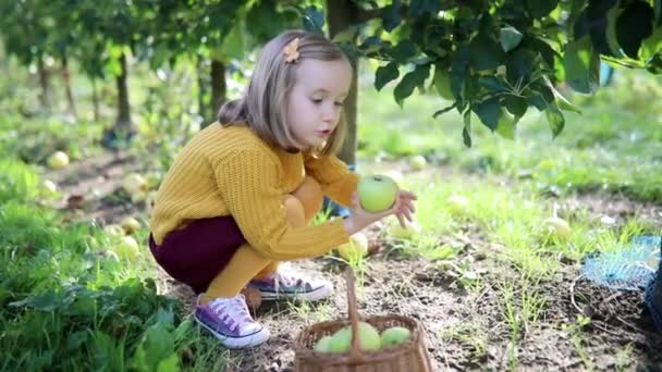 Bedårande Förskoleflicka Plocka Röda Mogna Ekologiska Äpplen Fruktträdgården Eller Gården — Stockvideo