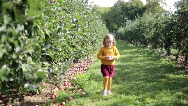 Αξιολάτρευτο Κορίτσι Του Νηπιαγωγείου Που Μαζεύει Κόκκινα Ώριμα Βιολογικά Μήλα — Αρχείο Βίντεο