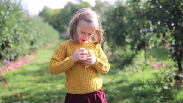 Adorable Niña Edad Preescolar Recogiendo Manzanas Rojas Maduras Orgánicas Huerto — Vídeo de stock