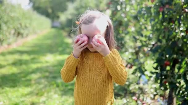 秋天的一天 可爱的学龄前女孩在果园或农场采摘成熟的红色有机苹果 为儿童举办的户外秋季活动 — 图库视频影像