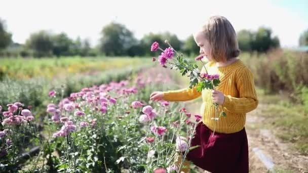 Adorable Chica Recogiendo Hermosas Flores Crisantemo Granja Actividades Verano Aire — Vídeo de stock