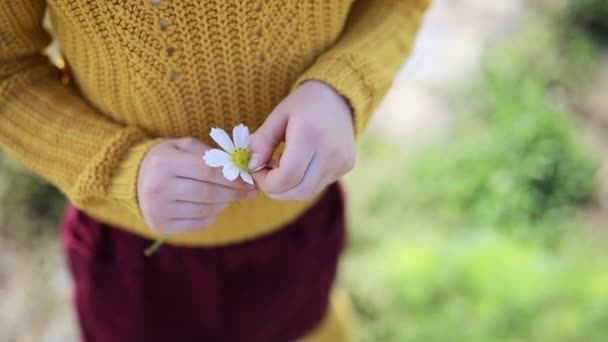 Seviyor Beni Sevmiyor Anaokulu Kızı Papatyanın Yapraklarını Koparıyor — Stok video