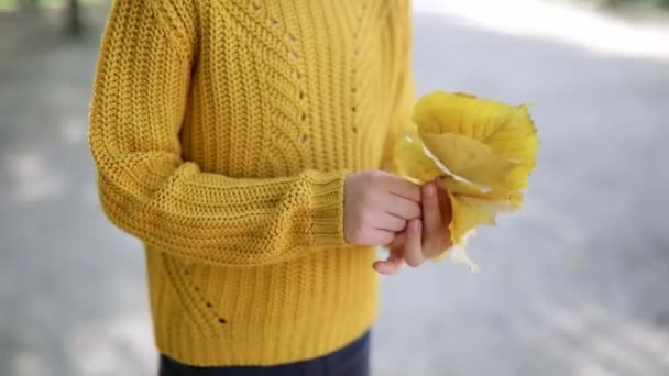 Niña Preescolar Suéter Amarillo Sosteniendo Racimo Hojas Otoño Colores Parque — Vídeo de stock