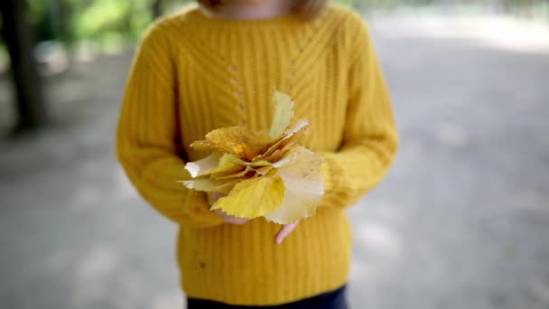 Børnehave Pige Gul Sweater Holder Flok Farverige Efterårsblade Parken Efterårsdag – Stock-video