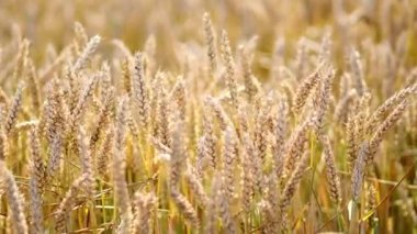 Sahada altın buğday kulakları. Manzaralı kırsal alan. Olgunlaşan buğday tarlalarının arka planı. Zengin hasat kavramı