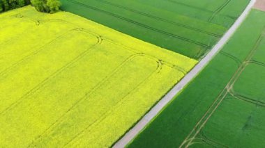 Fransa 'nın Ile-de-France kentindeki sarı kolza tohumu tarlalarının hava aracı görüntüsü