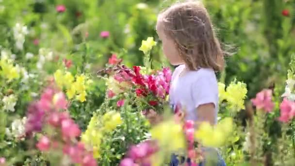 Menina Pré Escolar Adorável Escolhendo Belas Flores Antirrrhinum Fazenda Atividades — Vídeo de Stock