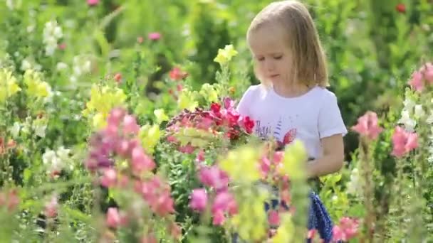 Menina Pré Escolar Adorável Escolhendo Belas Flores Antirrrhinum Fazenda Atividades — Vídeo de Stock