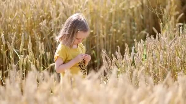 Urocza Dziewczynka Złotym Polu Pszenicy Słoneczny Dzień Dziecko Wchodzące Między — Wideo stockowe