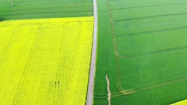 Scenic Aerial Drone View Yellow Rapeseed Fields Ile France France — Stock Video
