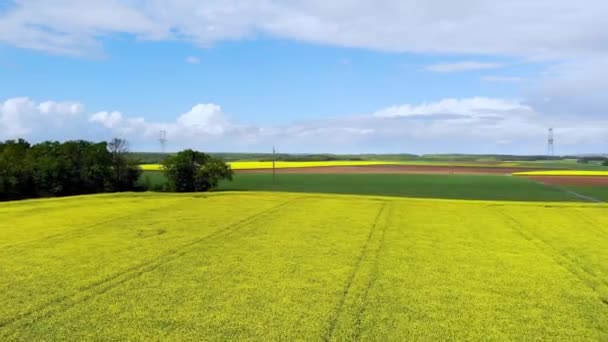 フランス フランスの黄色い菜種畑の風光明媚な空中ドローンビュー — ストック動画
