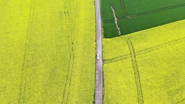 フランス フランスの黄色い菜種畑の風光明媚な空中ドローンビュー — ストック動画