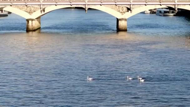 在法国巴黎塞纳河畔奥斯特里茨高架桥下漂浮的天鹅 — 图库视频影像