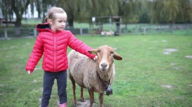 Çiftlikte koyunlarla oynayan sevimli anaokulu kızı. Çocuk kendini hayvanlara tanıtıyor. Küçük çocuklar için tarım ve bahçe işleri. Çocuklar için açık hava aktiviteleri
