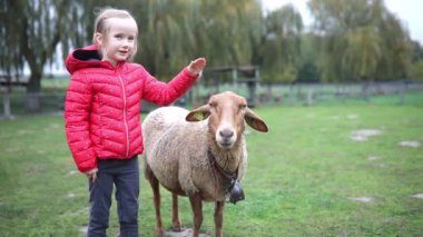 Çiftlikte koyunlarla oynayan sevimli anaokulu kızı. Çocuk kendini hayvanlara tanıtıyor. Küçük çocuklar için tarım ve bahçe işleri. Çocuklar için açık hava aktiviteleri