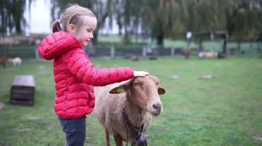 Çiftlikte koyunlarla oynayan sevimli anaokulu kızı. Çocuk kendini hayvanlara tanıtıyor. Küçük çocuklar için tarım ve bahçe işleri. Çocuklar için açık hava aktiviteleri