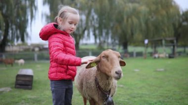 Çiftlikte koyunlarla oynayan sevimli anaokulu kızı. Çocuk kendini hayvanlara tanıtıyor. Küçük çocuklar için tarım ve bahçe işleri. Çocuklar için açık hava aktiviteleri