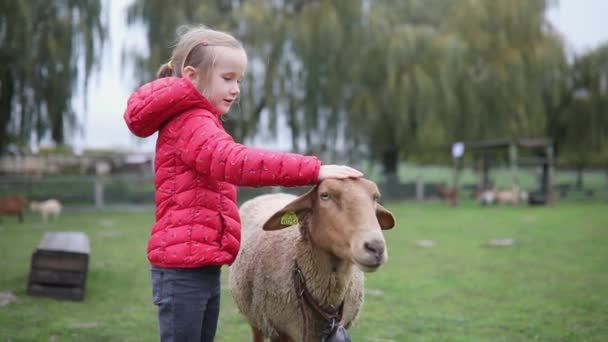 Gadis Yang Manis Bermain Dengan Domba Peternakan Anak Membiasakan Diri — Stok Video