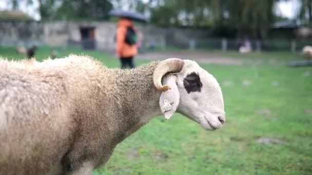Large White Sheep Ruminates Farm — Stock Video
