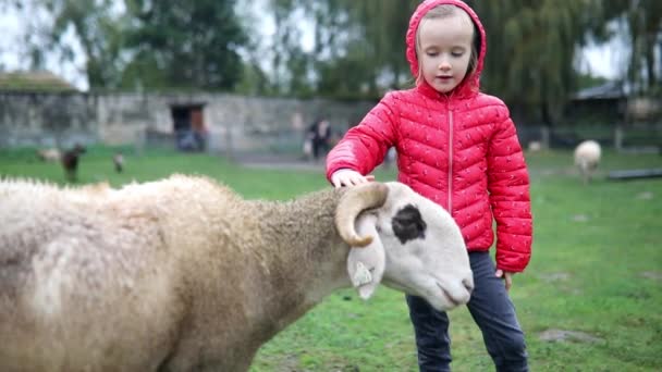 Entzückendes Vorschulmädchen Das Auf Einem Bauernhof Mit Schafen Spielt Kind — Stockvideo
