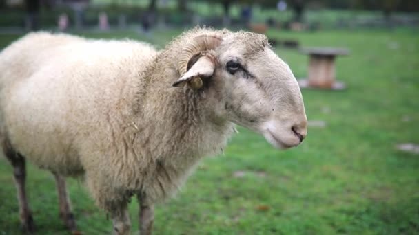 Gros Ruminats Moutons Blancs Dans Une Ferme — Video
