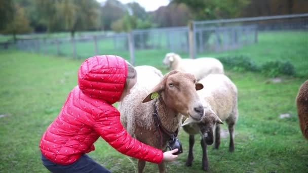 Entzückendes Vorschulmädchen Das Auf Einem Bauernhof Mit Schafen Spielt Kind — Stockvideo