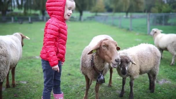 可爱的学龄前女孩在农场与羊玩耍 孩子们熟悉动物 为幼儿耕作和园艺 儿童户外活动 — 图库视频影像