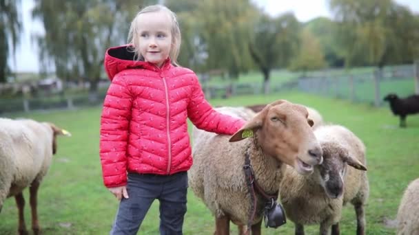 Adorabile Bambina Età Prescolare Che Gioca Con Pecore Fattoria Bambino — Video Stock