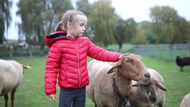 Adorabile Bambina Età Prescolare Che Gioca Con Pecore Fattoria Bambino — Video Stock