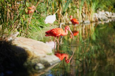 Fransa, Paris 'teki zooloji parkında birçok pembe sarmaşık var.