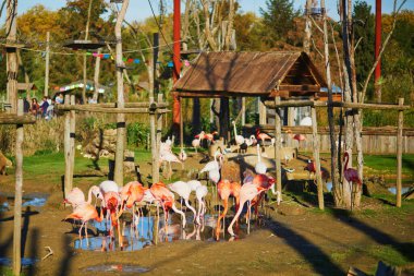 Paris, Fransa 'daki zooloji parkında birçok pembe flamingo var.