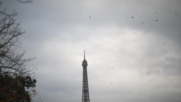 Aves Que Vuelan Alrededor Torre Eiffel París Francia Día Lluvioso — Vídeo de stock