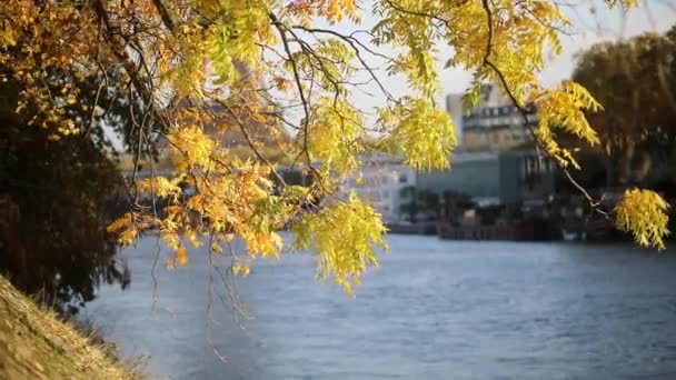 Outono Dourado Deixa Sobre Céu Belo Dia Outono Paris França — Vídeo de Stock