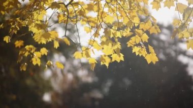 Parlak sarı sonbahar yaprakları güneşli bir sonbahar gününde ağaç dalında