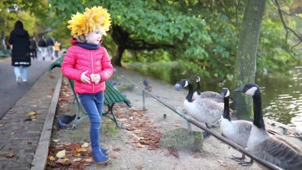 黄色いメープルの愛らしい幼稚園の少女は フランス パリのモンツーリスパークで素敵な秋の日にガチョウを餌にしています — ストック動画