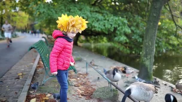 黄色いメープルの愛らしい幼稚園の少女は フランス パリのモンツーリスパークで素敵な秋の日にガチョウを餌にしています — ストック動画