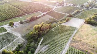 Provence, Güney Fransa 'da selvi ağaçları, zeytin ağaçları ve üzüm bağlarıyla hava manzaralı Akdeniz manzarası