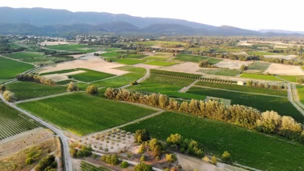 Aerial Scenic Mediterranean Landscape Cypresses Olive Trees Vineyards Provence Southern — Vídeo de Stock