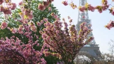 Paris, Fransa 'da kiraz ağaçlarının çiçek açtığı Eyfel Kulesi manzarası