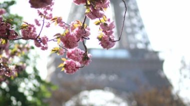 Paris, Fransa 'da kiraz ağaçlarının çiçek açtığı Eyfel Kulesi manzarası