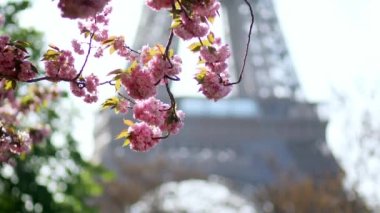 Paris, Fransa 'da kiraz ağaçlarının çiçek açtığı Eyfel Kulesi manzarası